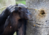 A chimpanzee using a stick to fish ants from a nest, the real behavior that inspired the Ant Hunt puzzle.