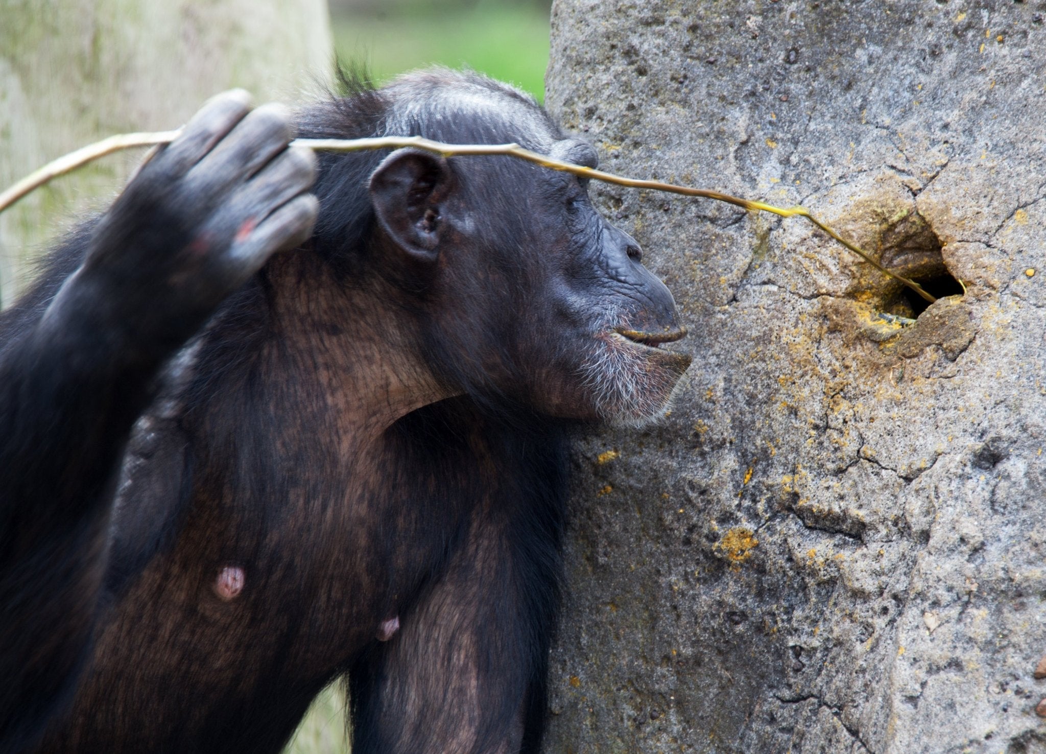 A chimpanzee utilizing lateral logic and a stick tool to extract ants from a nest, serving as the thematic lore and inspiration behind the Ant Hunt mechanical trick lock puzzle.